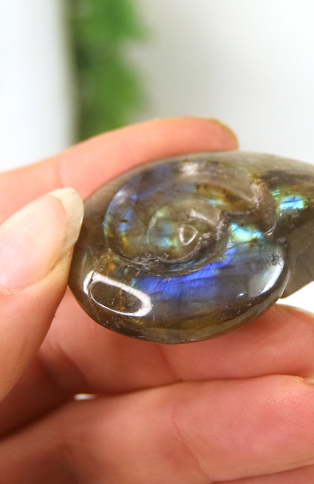 Labradorite Shell